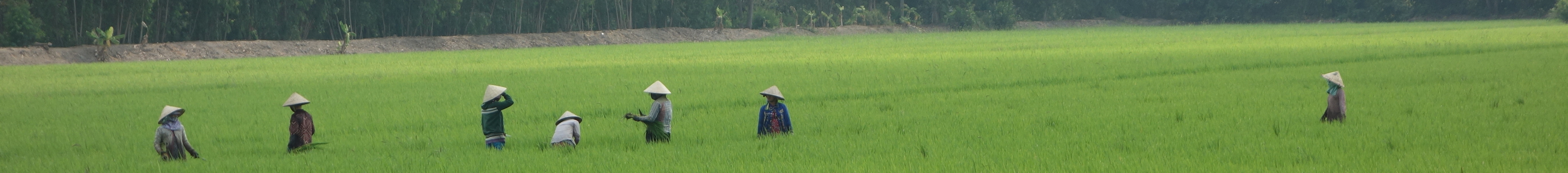 Biorist Biogas Rice Straw Reisstroh Mekong Delta Rural